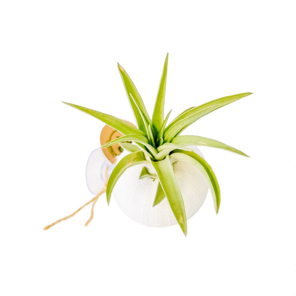 Tillandsia abdita im Seeigel mit Saugnapf Weiß