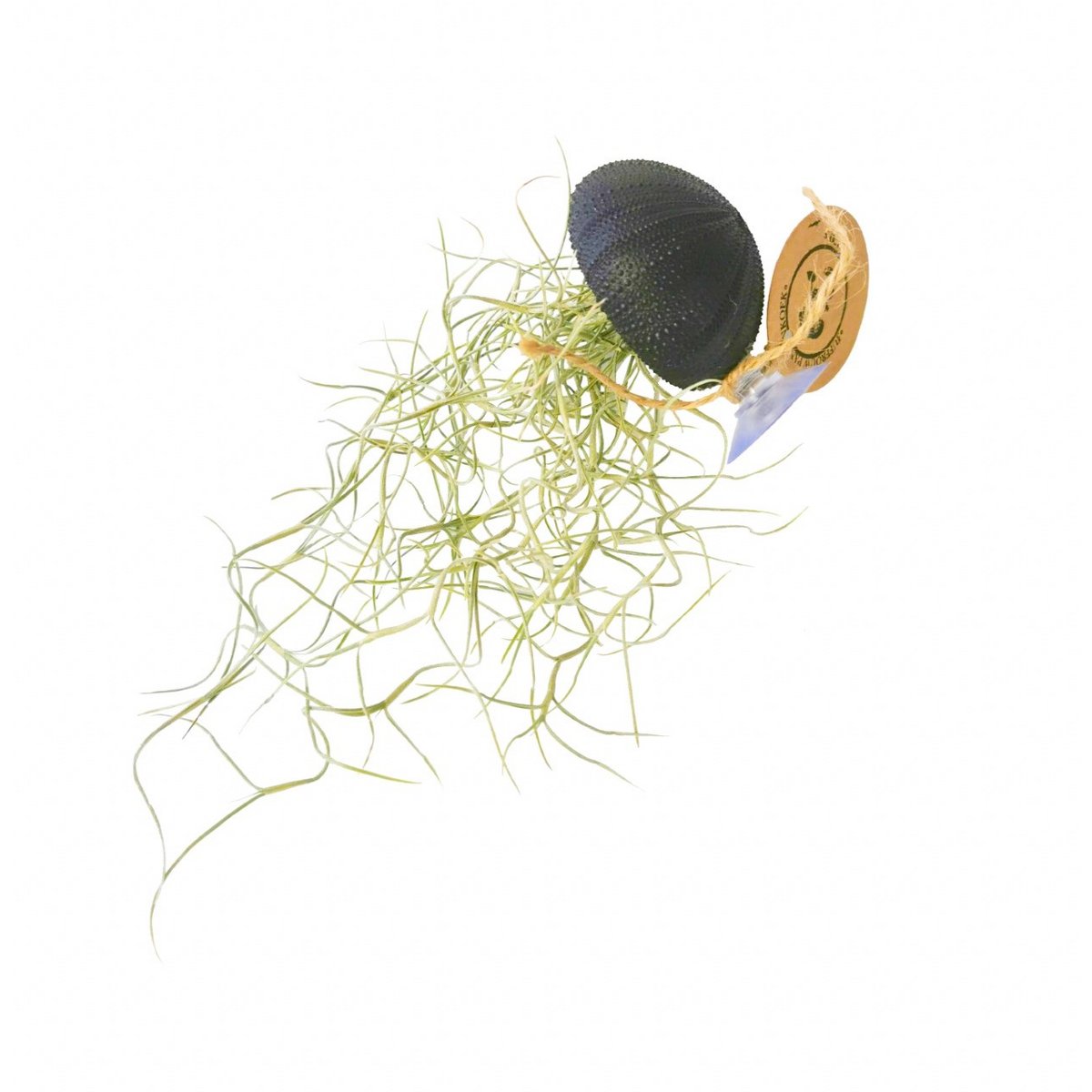 Seeigel mit Saugnapf und Tillandsia usneoides Schwarz