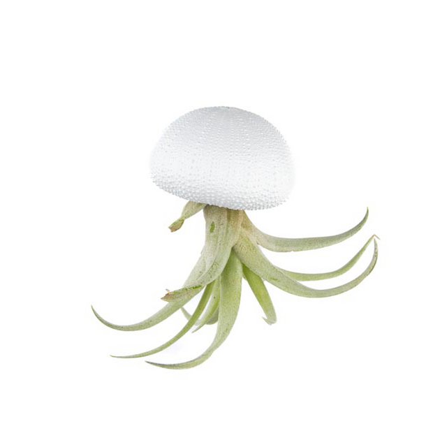 Seeigel mit Tillandsia capitata Weiß