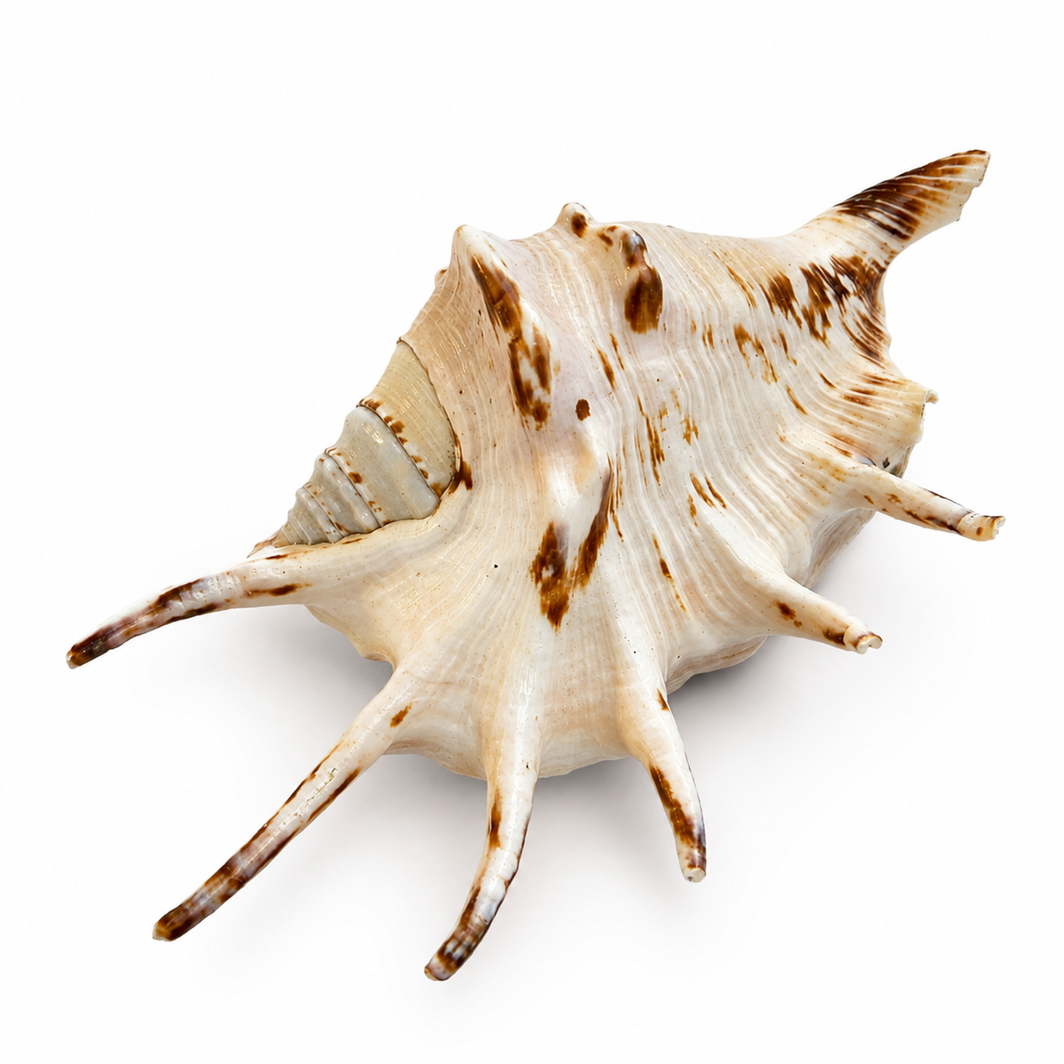 Teufelskralle klein Lambis lambis – 10-13 cm