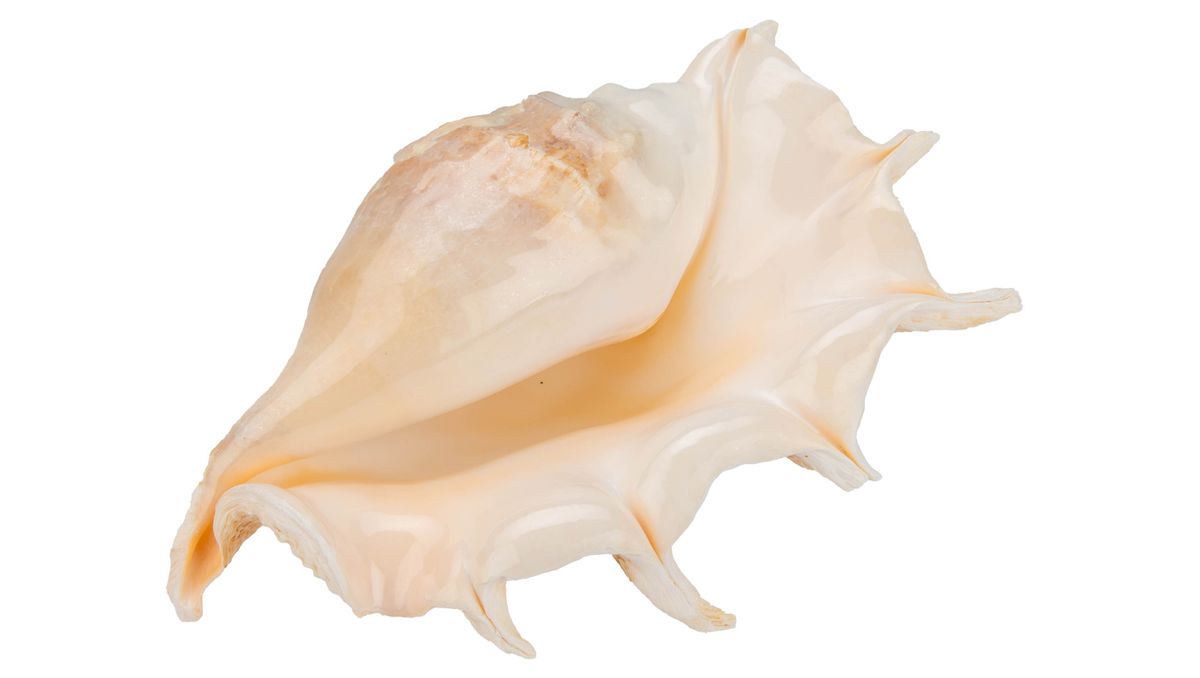 Riesenspinnenschnecke Lambis truncata – 20-30 cm