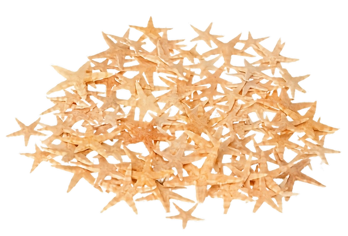 Sugar Seestern – 5-7 cm