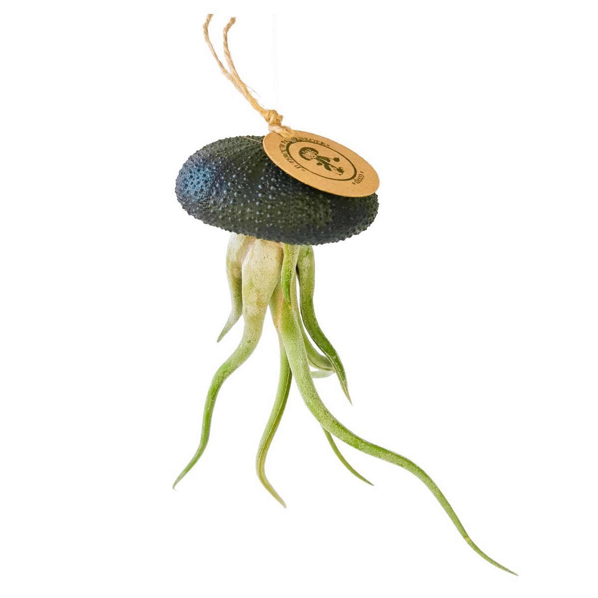 Seeigel mit Tillandsia caput-medusae Schwarz