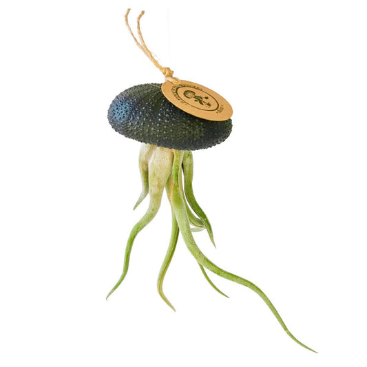 Seeigel mit Tillandsia caput-medusae Schwarz
