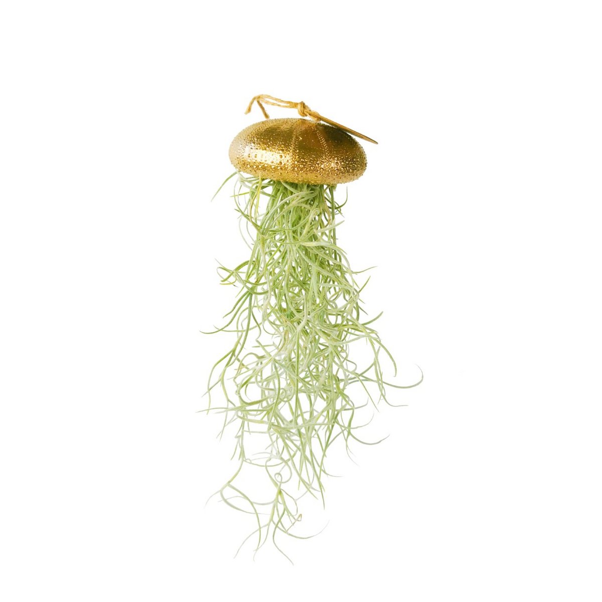 Luftpflanzen-Hänger Seeigel Gold groß