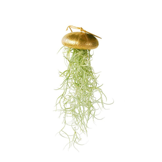 Luftpflanzen-Hänger Seeigel Gold groß