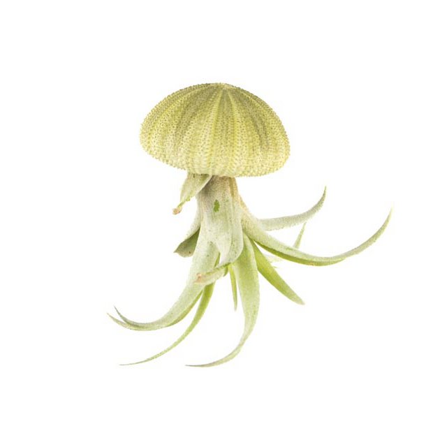 Seeigel mit Tillandsia capitata Naturgrün