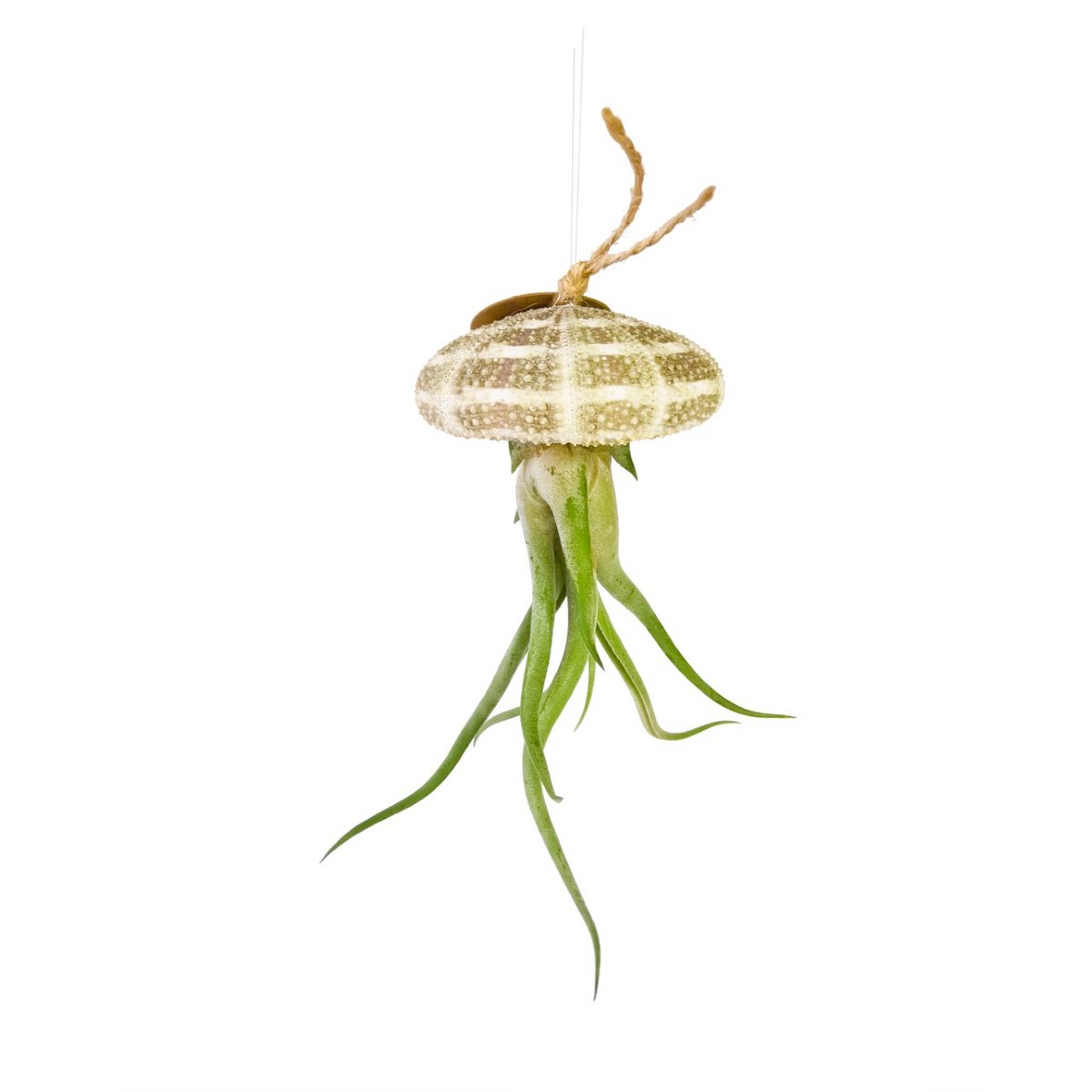 Seeigel mit Tillandsia caput-medusae Natur