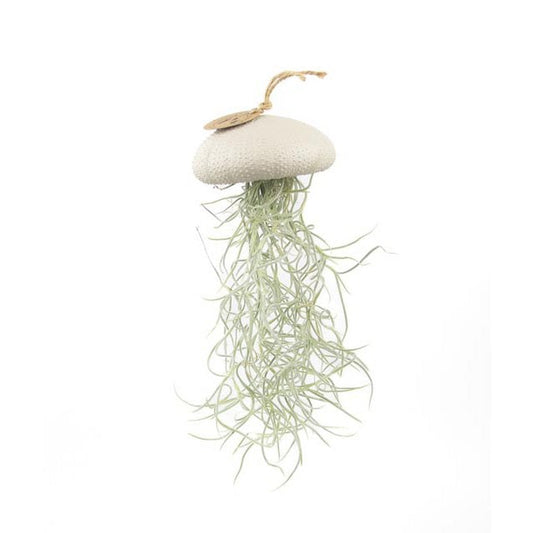 Luftpflanzen-Hänger Seeigel Mushroom groß