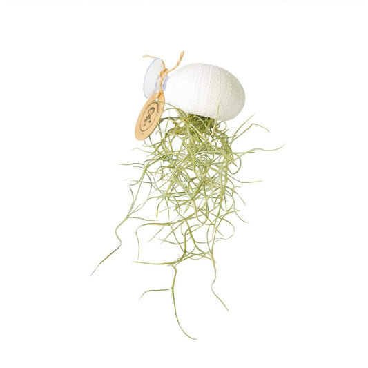 Seeigel mit Saugnapf und Tillandsia usneoides Weiß