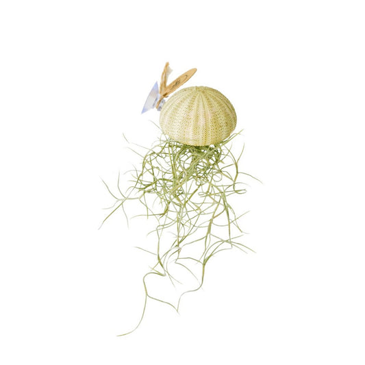 Seeigel mit Saugnapf und Tillandsia usneoides Naturgrün