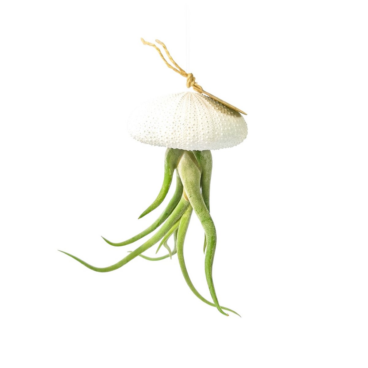 Seeigel mit Tillandsia caput-medusae Weiß