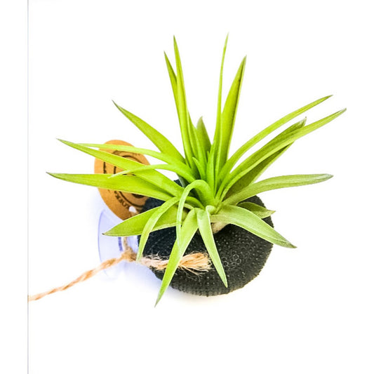 Tillandsia abdita im Seeigel mit Saugnapf Schwarz