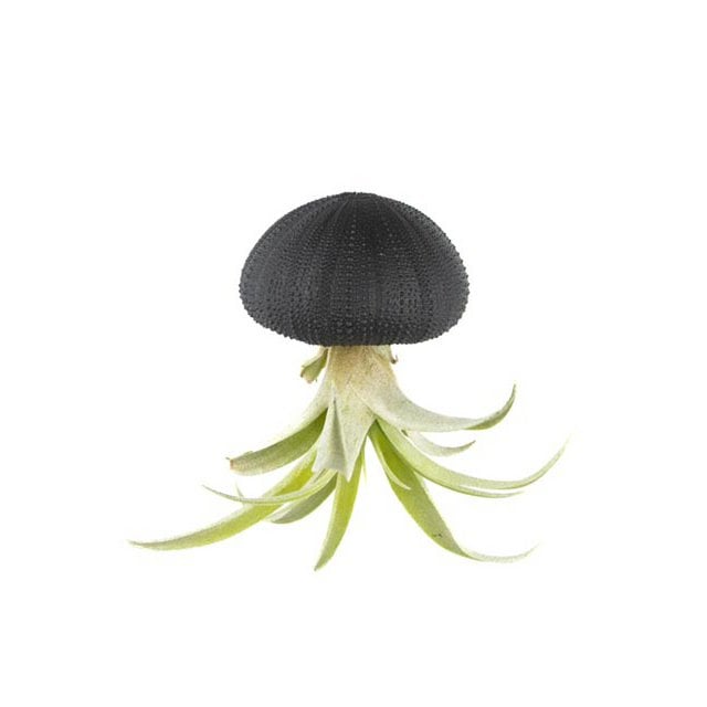 Seeigel mit Tillandsia capitata Schwarz