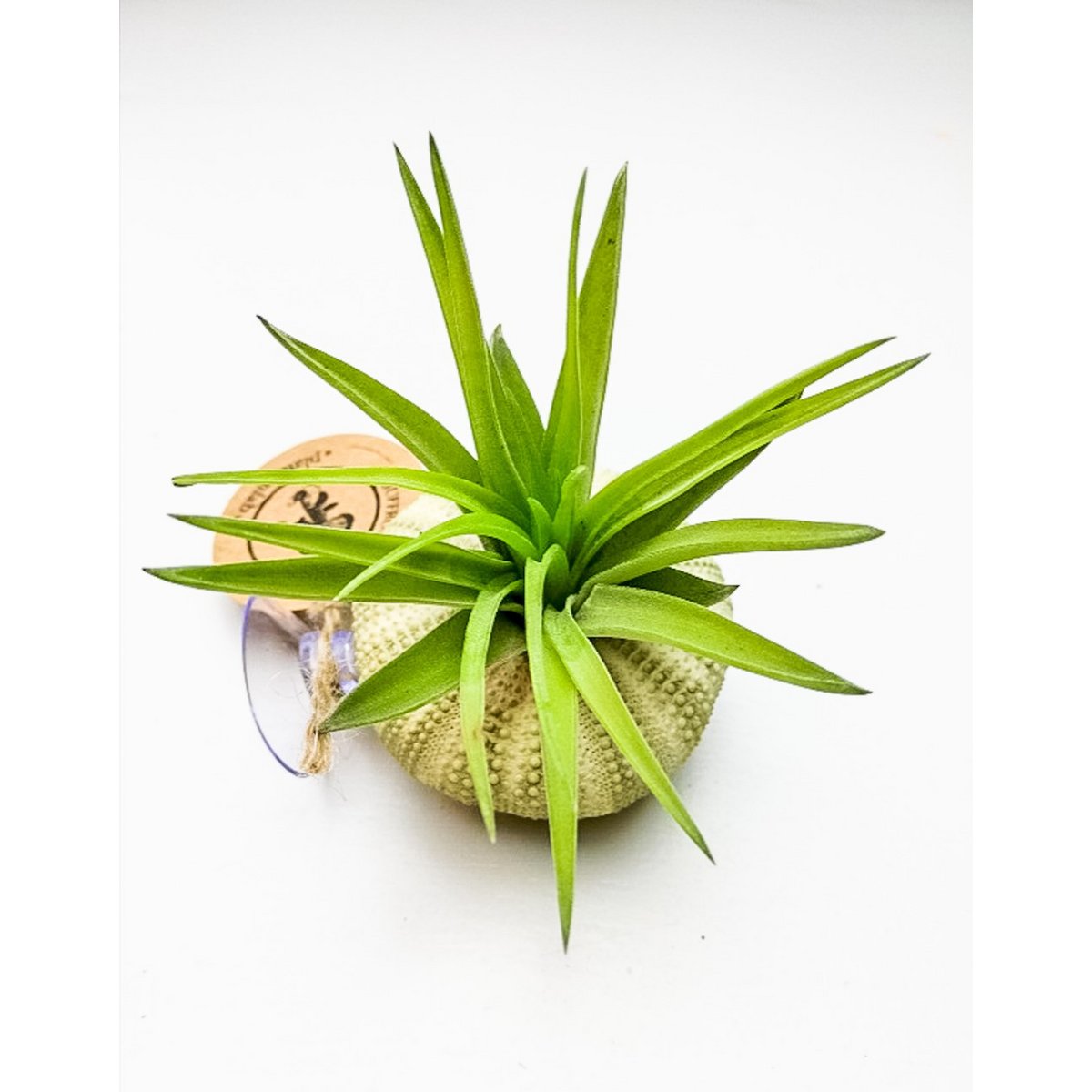 Tillandsia abdita im Seeigel mit Saugnapf Natur