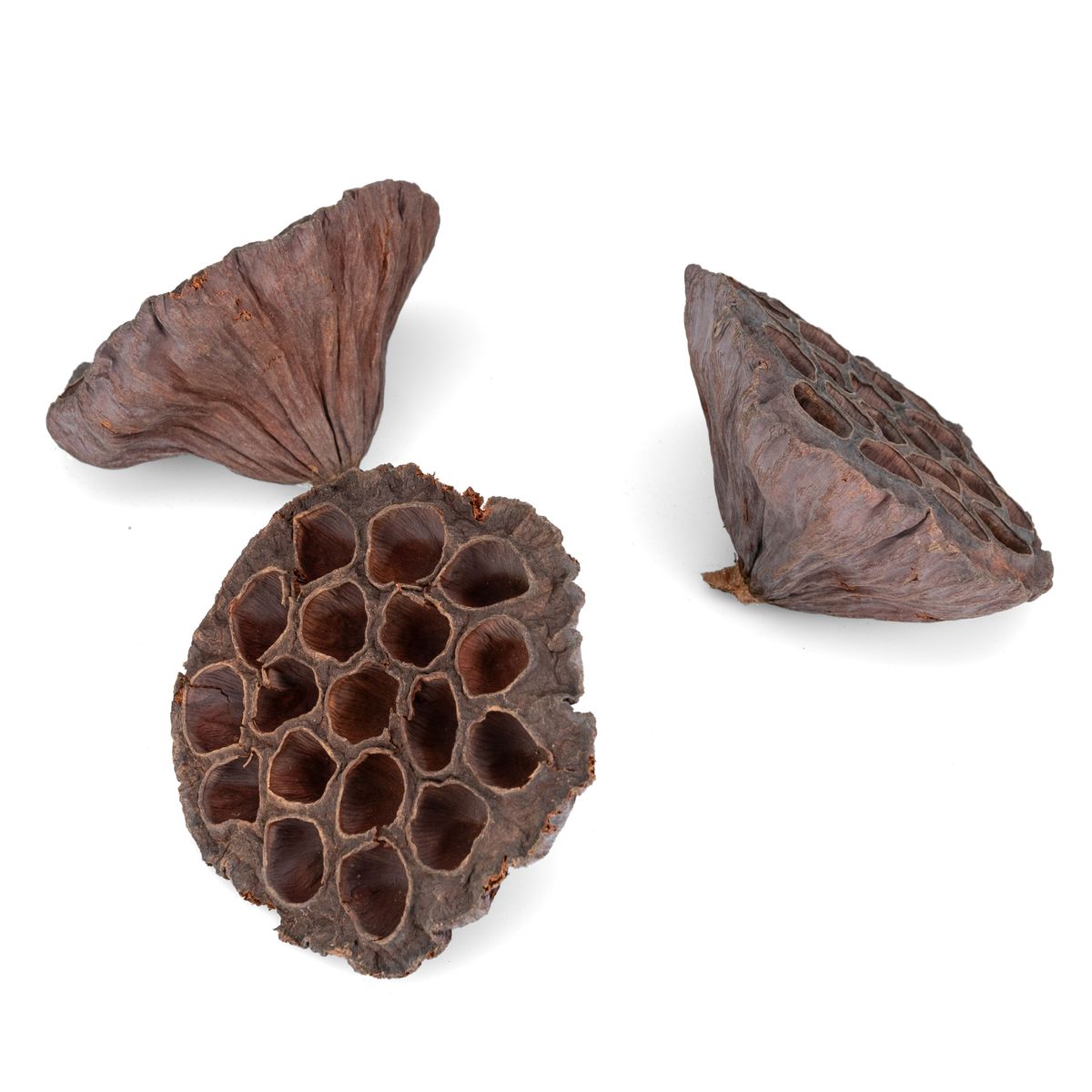 Lotoskolben groß – 8-10 cm