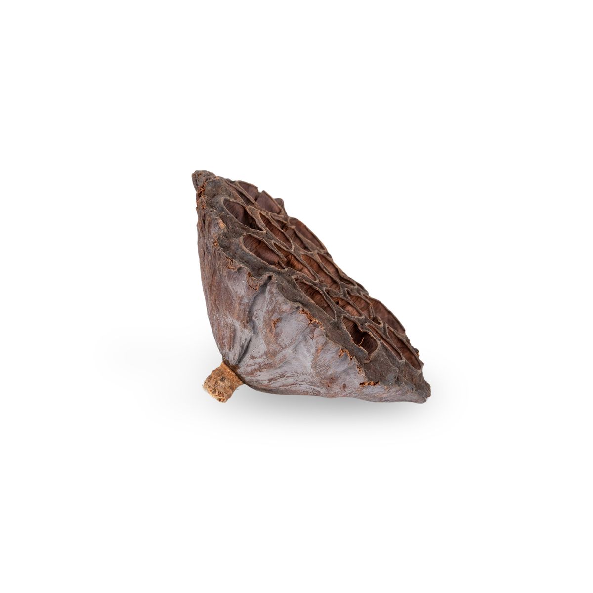 Lotoskolben groß – 8-10 cm