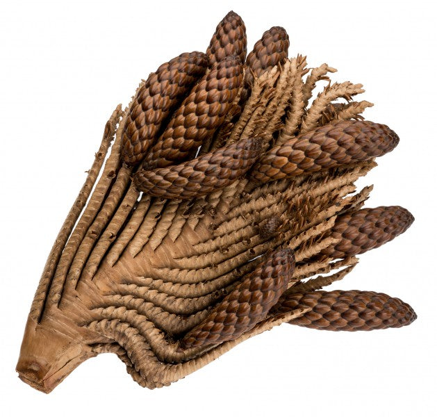 Thika-Nuss-Zweig – 20-30 cm