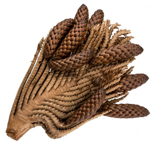 Thika-Nuss-Zweig – 20-30 cm