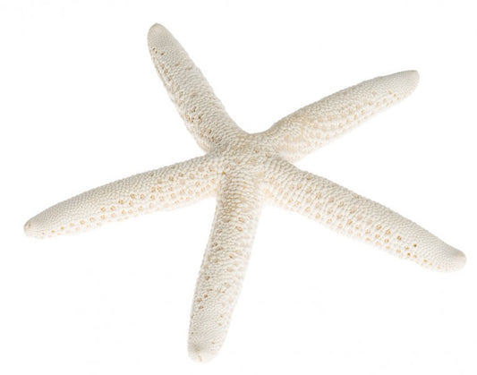 Schlangenseestern weiß – 10-12 cm