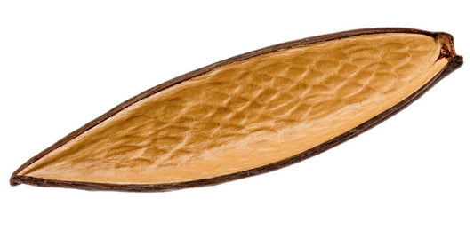 Canoinha Schote – natur – 10-15 cm