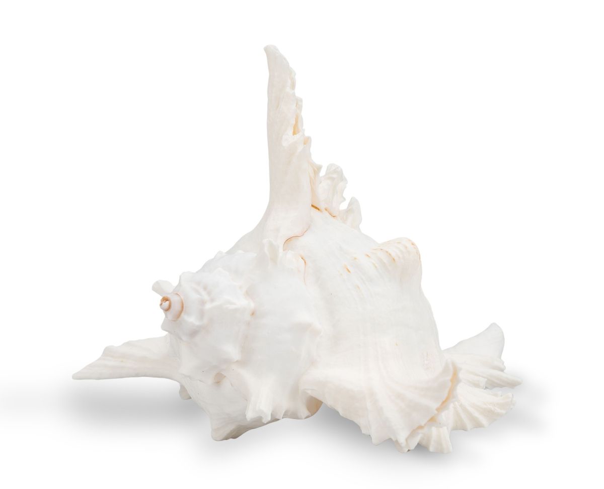 Riesenstachelschnecke Murex ramosus – 18-20 cm