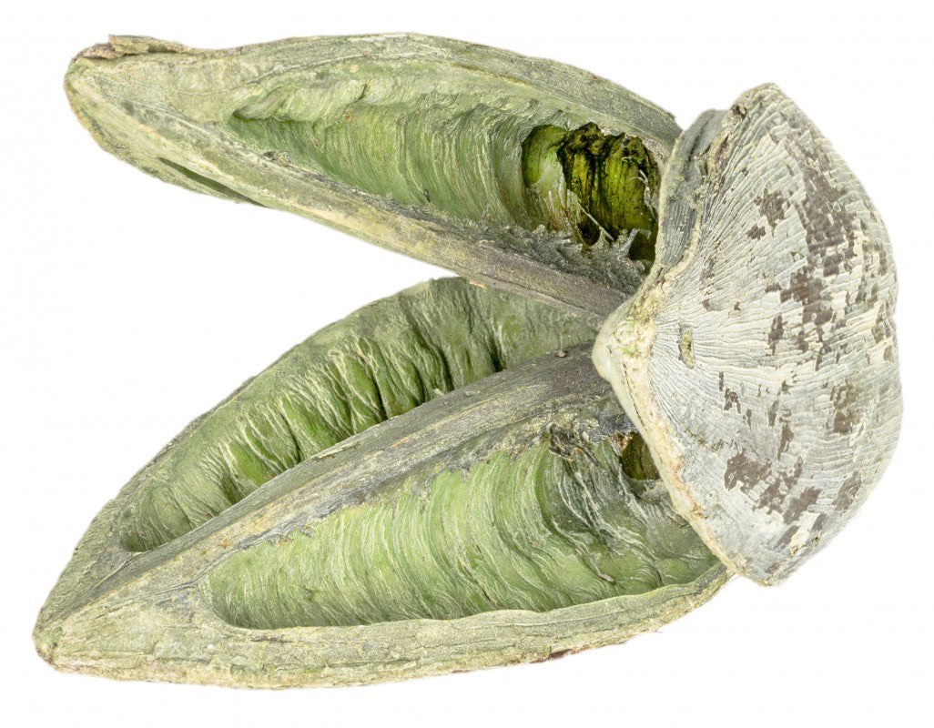 Sororoca Frucht – 10-15 cm