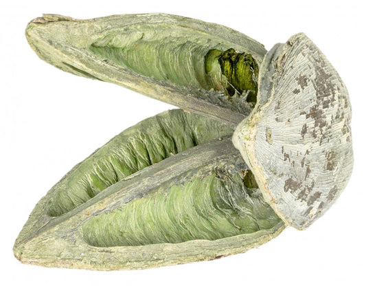 Sororoca Frucht – 10-15 cm