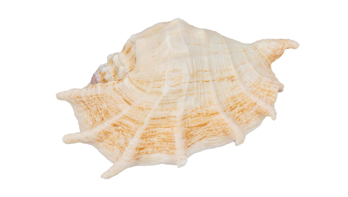Riesenspinnenschnecke Lambis truncata – 20-30 cm
