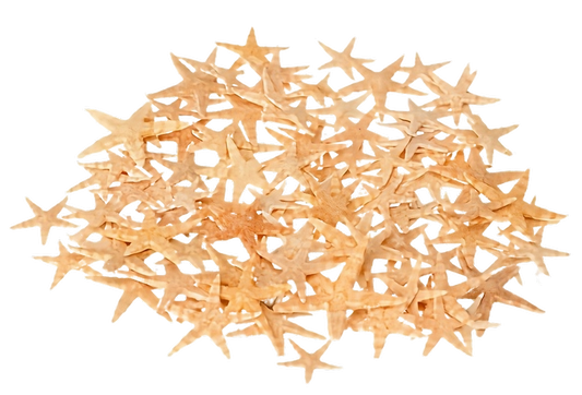 Sugar Seestern – 5-7 cm