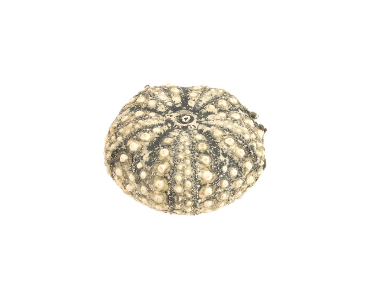 Seeigel-Gehäuse Echinothrix calamaris – 3-4,5 cm