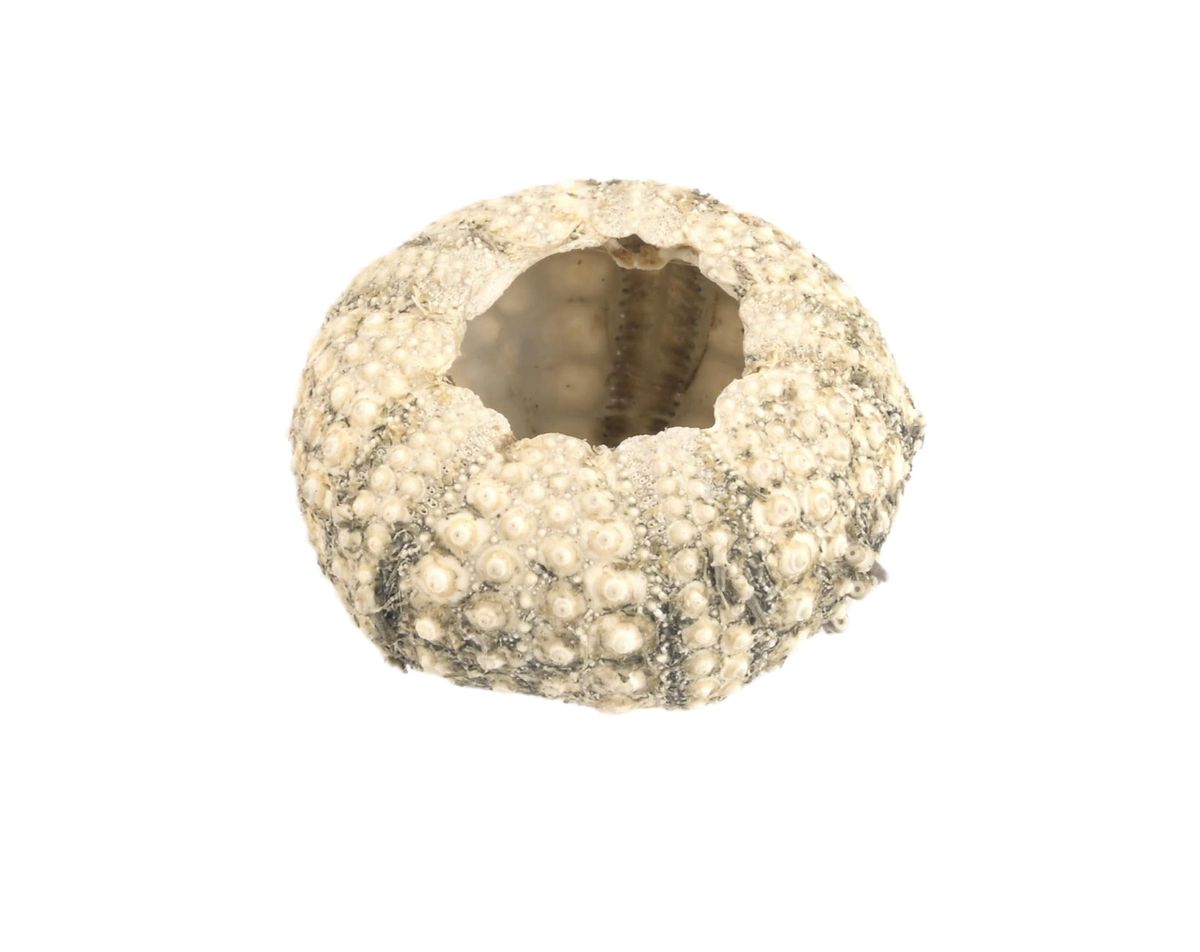 Seeigel-Gehäuse Echinothrix calamaris – 3-4,5 cm