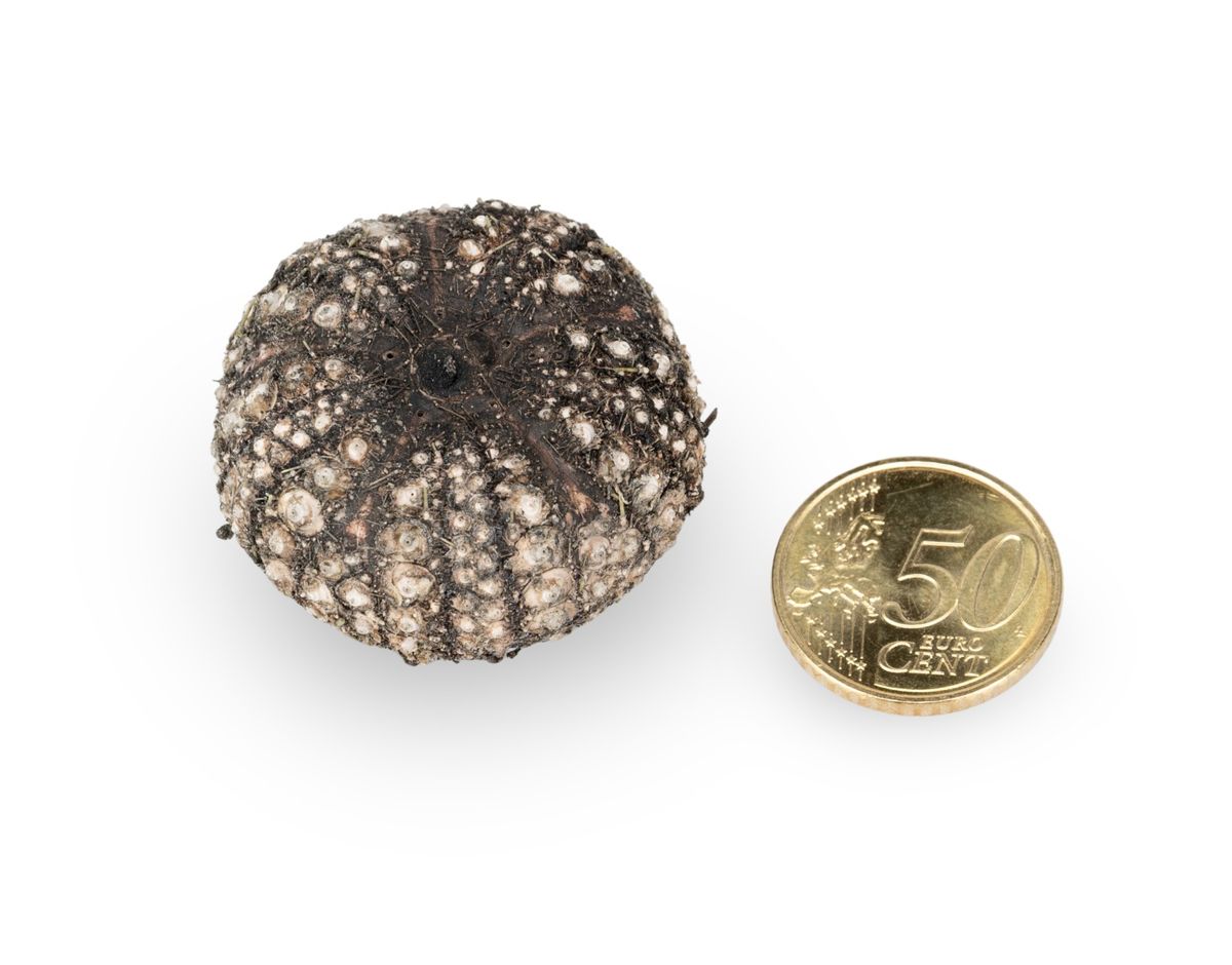Seeigel-Gehäuse Echinothrix calamaris – 3-4,5 cm
