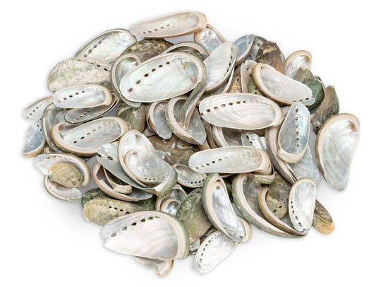 Eselsohr-Abalone – klein