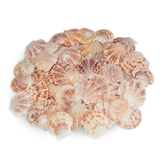 Jakobsmuschel klein – 4-6 cm