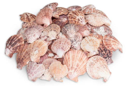 Kammmuschel Pecten nobilis – 5-8 cm