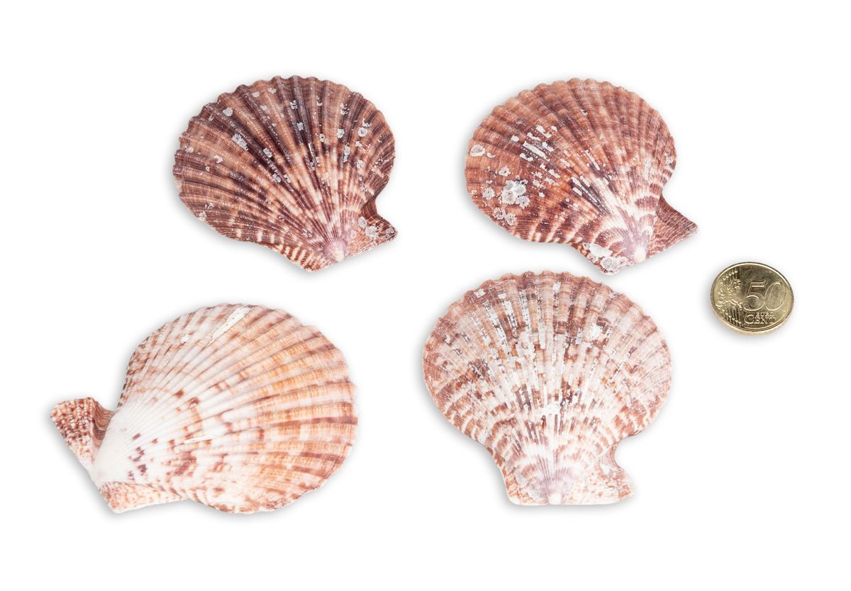 Kammmuschel Pecten nobilis – 5-8 cm