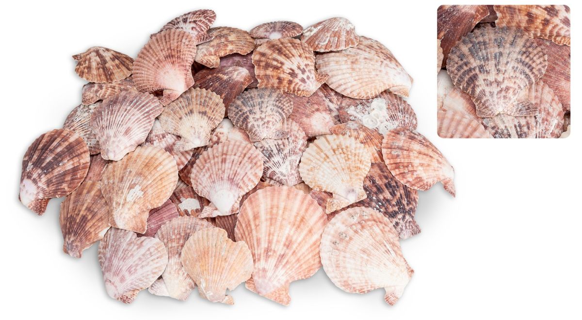 Kammmuschel Pecten nobilis – 5-8 cm