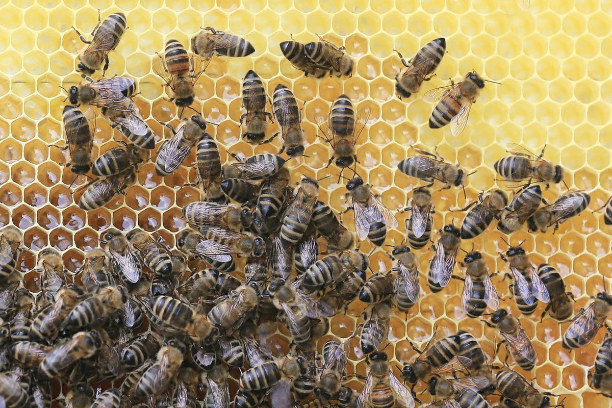 50.000 Bienen pro Volk