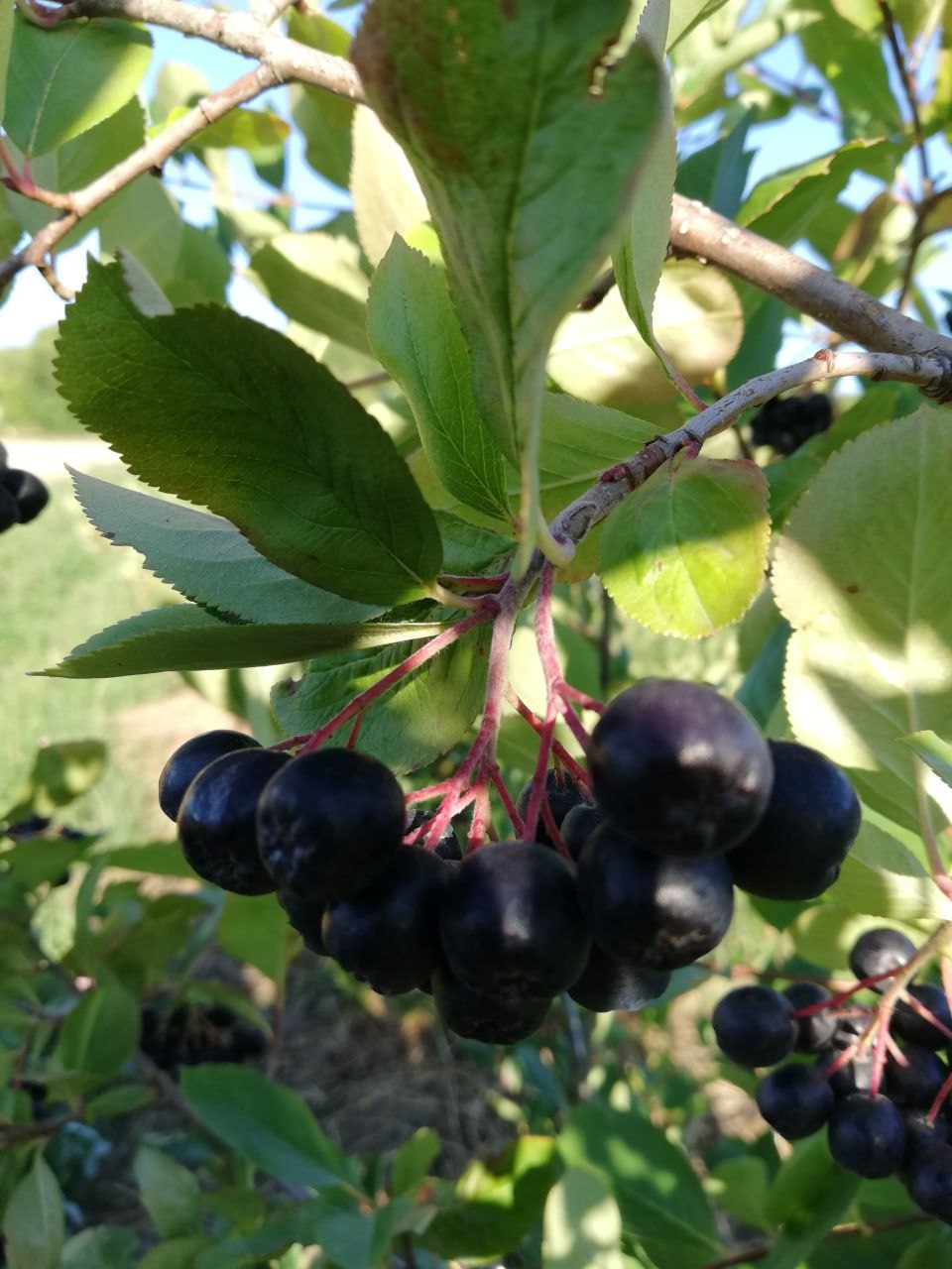 Aronia – die Apfelbeere