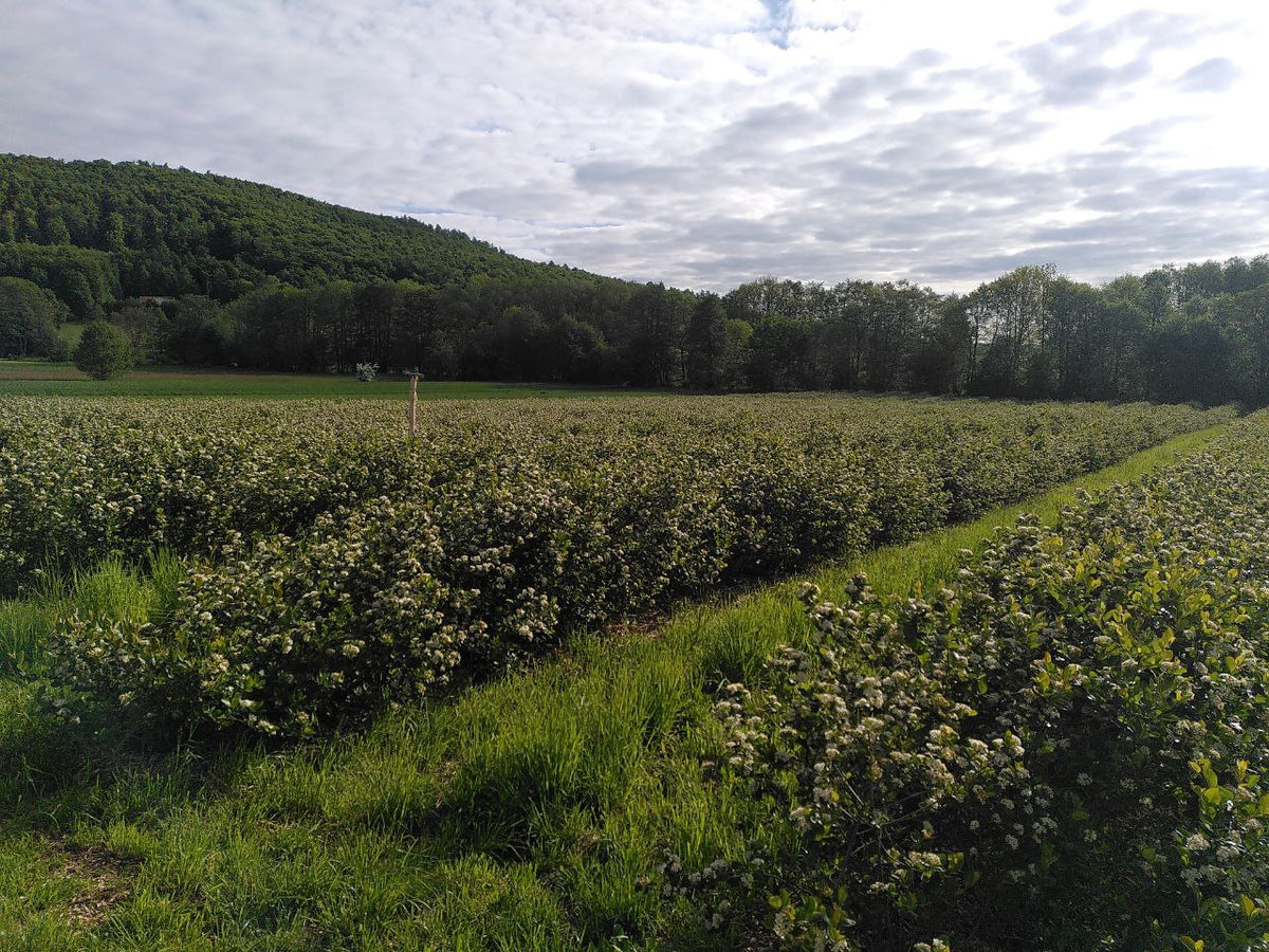 Die Felder in der Rhön